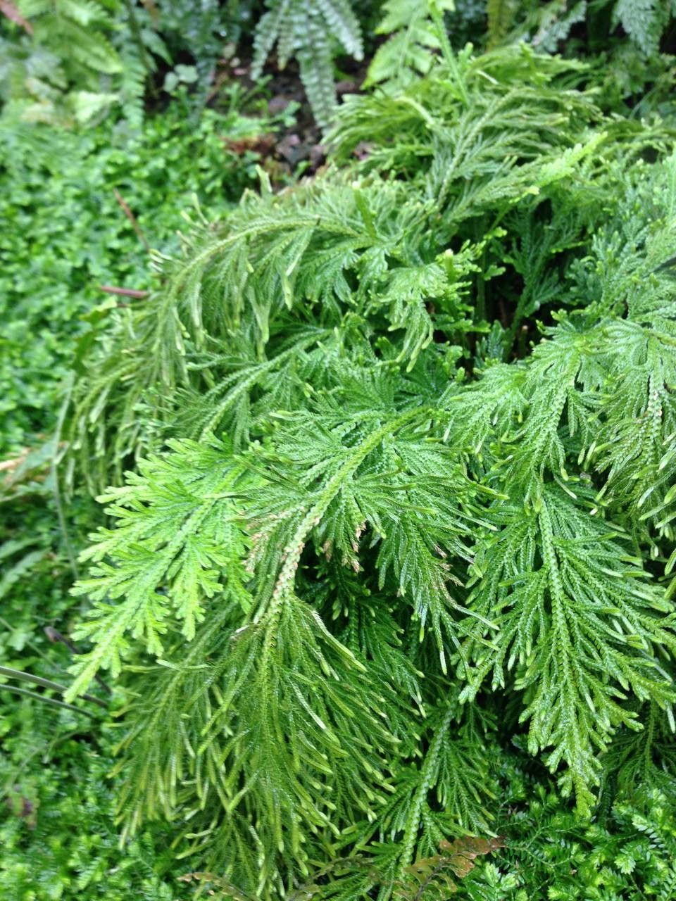 Selaginella viticulosa — search result for 'Selaginella'
