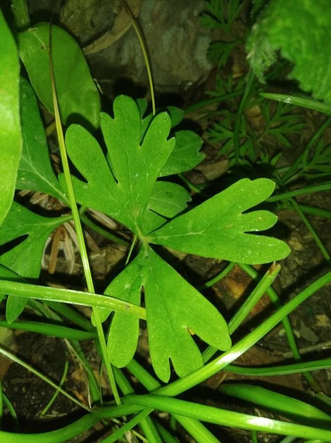 Paeonia brownii — search result for 'Paeoniaceae'