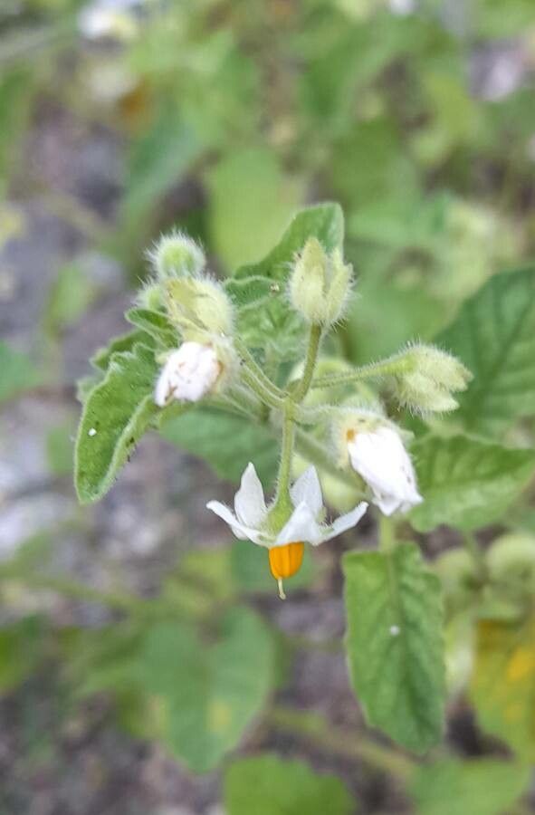 Solanum atriplicifolium — houseplant care guide