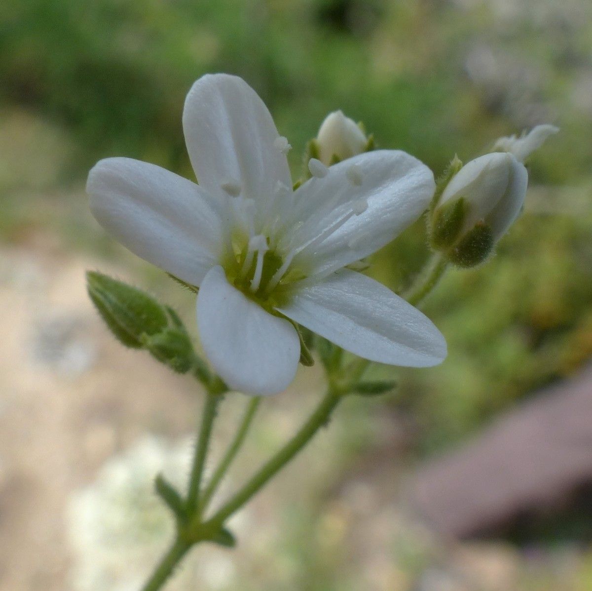 Arenaria ligericina flower