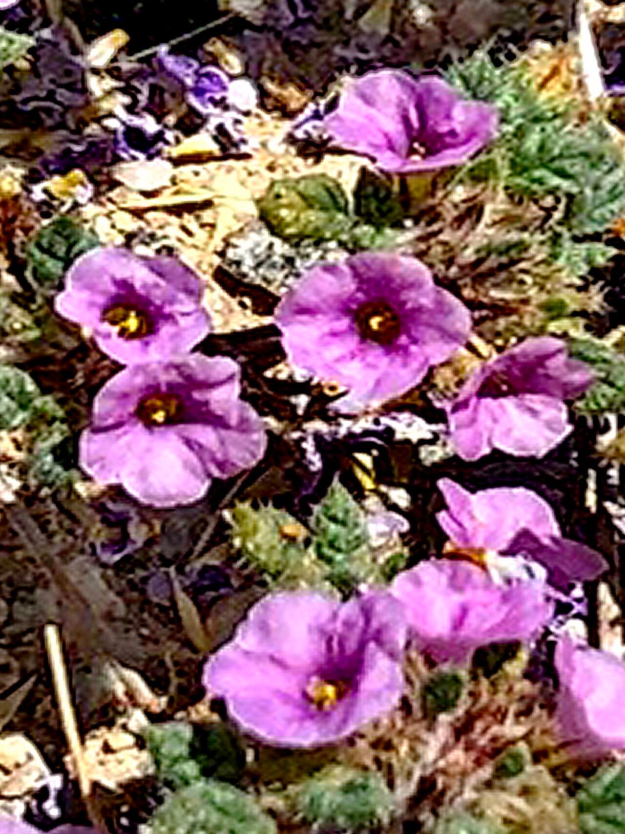 Tiquilia palmeri — houseplant care guide