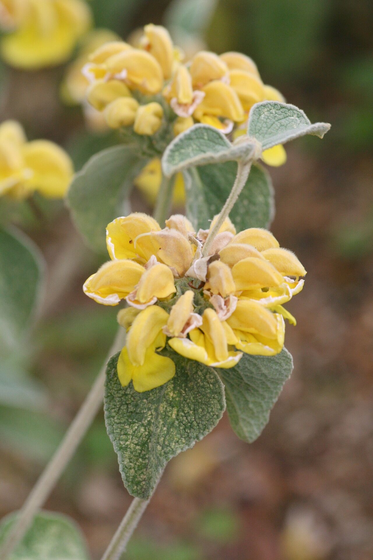 Phlomis chrysophylla flower