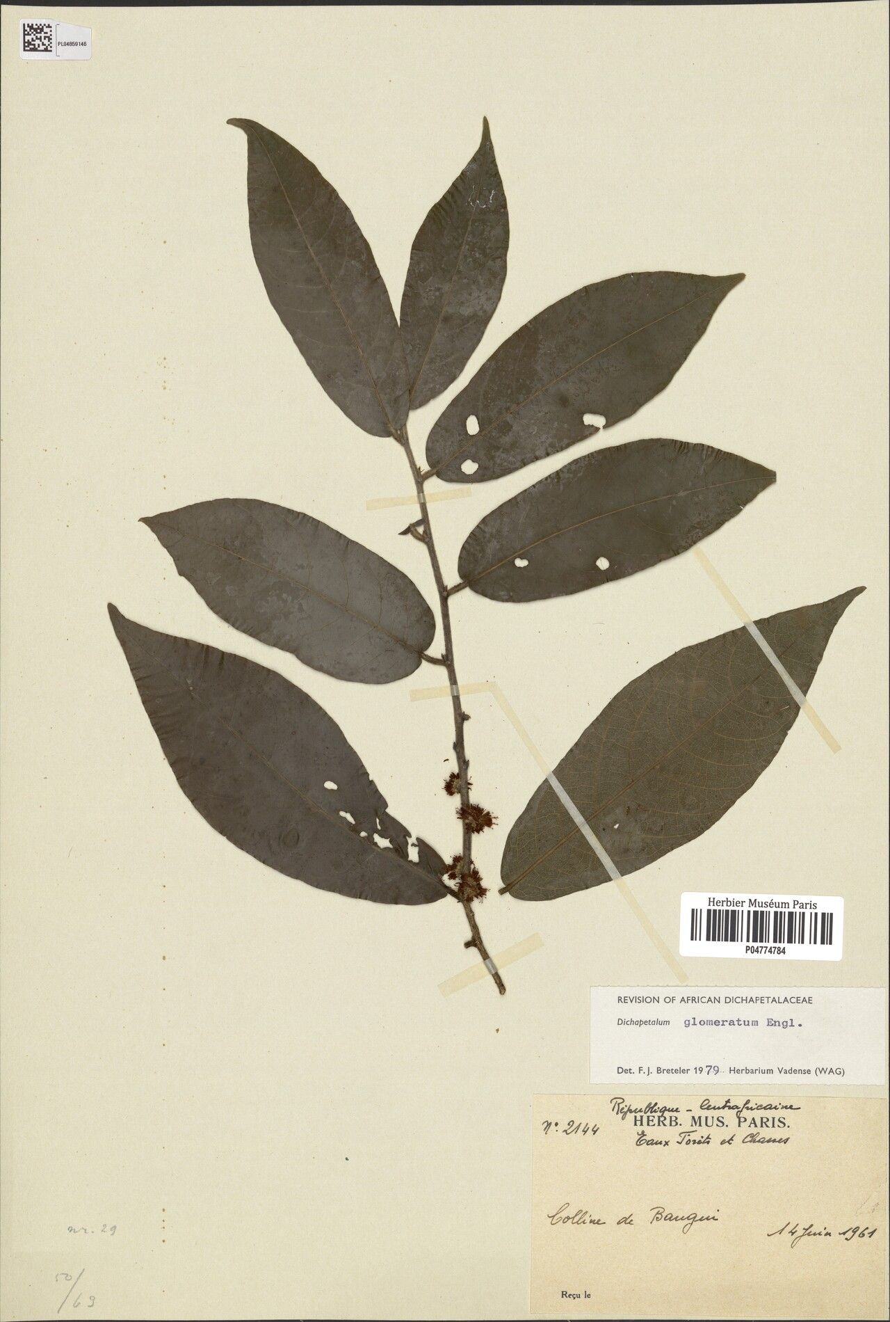 Dichapetalum glomeratum — houseplant care guide