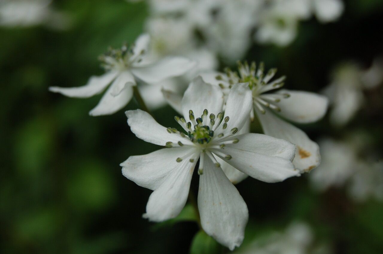 Anemonastrum elongatum flower