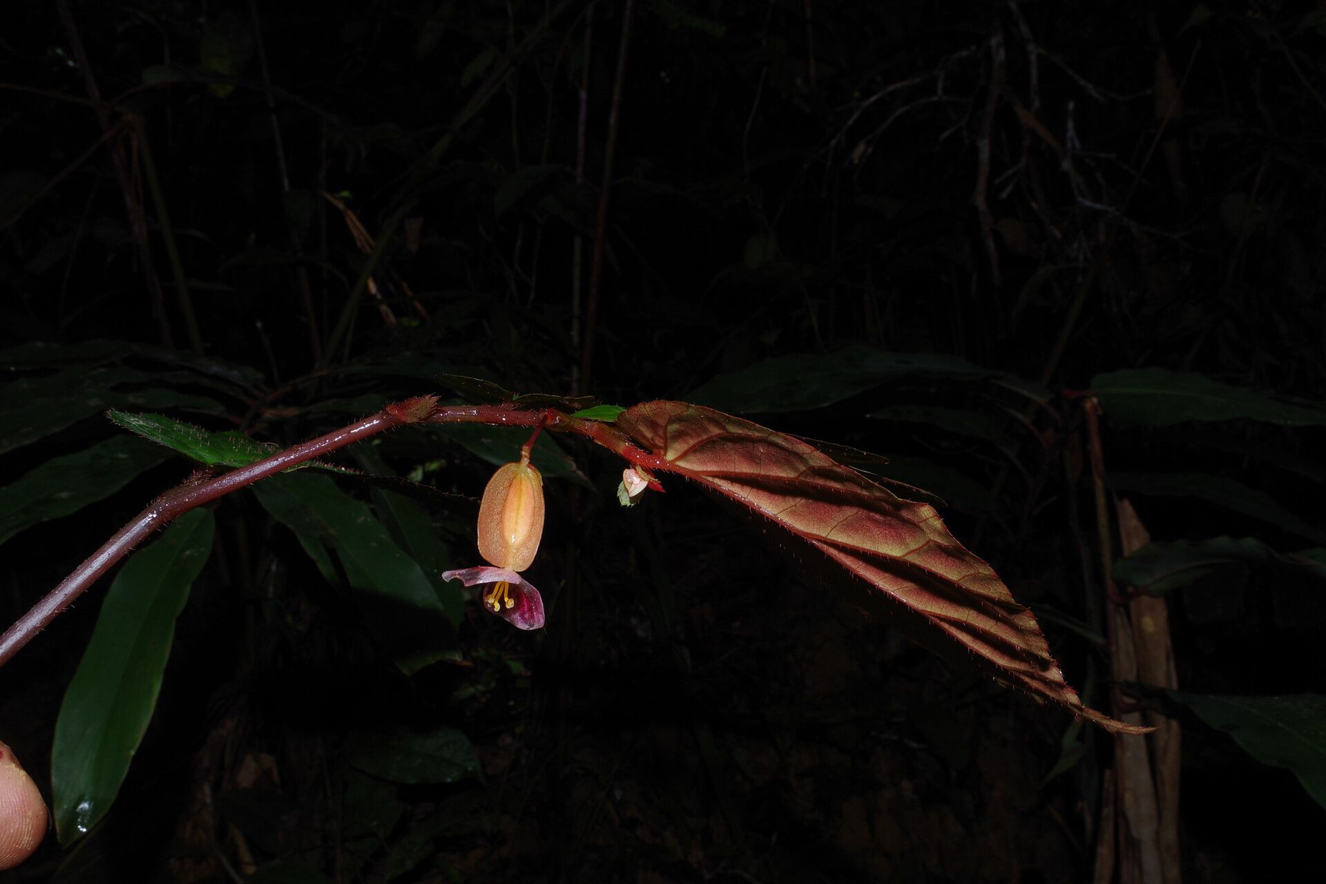 Begonia sessilifolia other