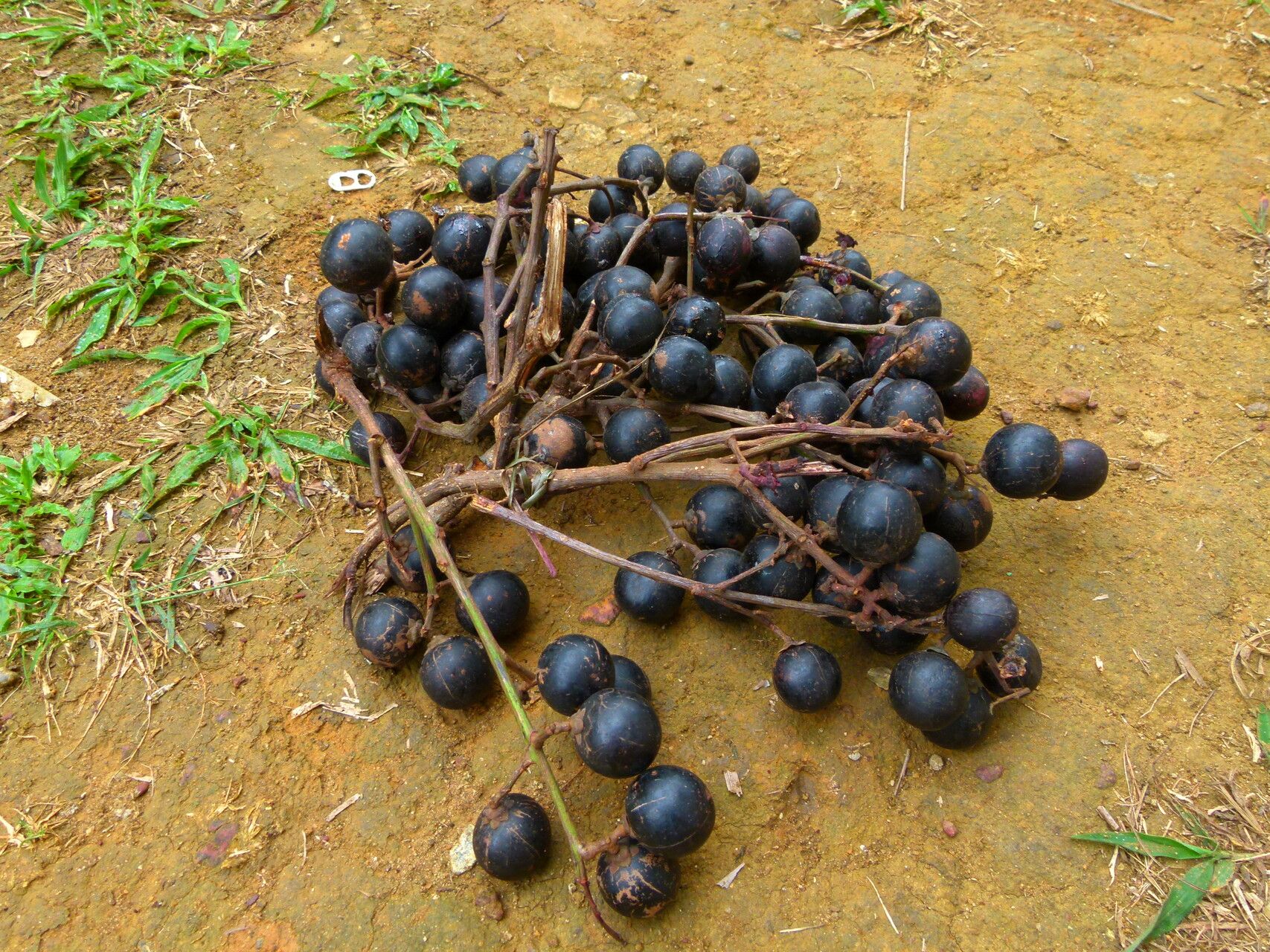 Pachylobus macrophyllus fruit