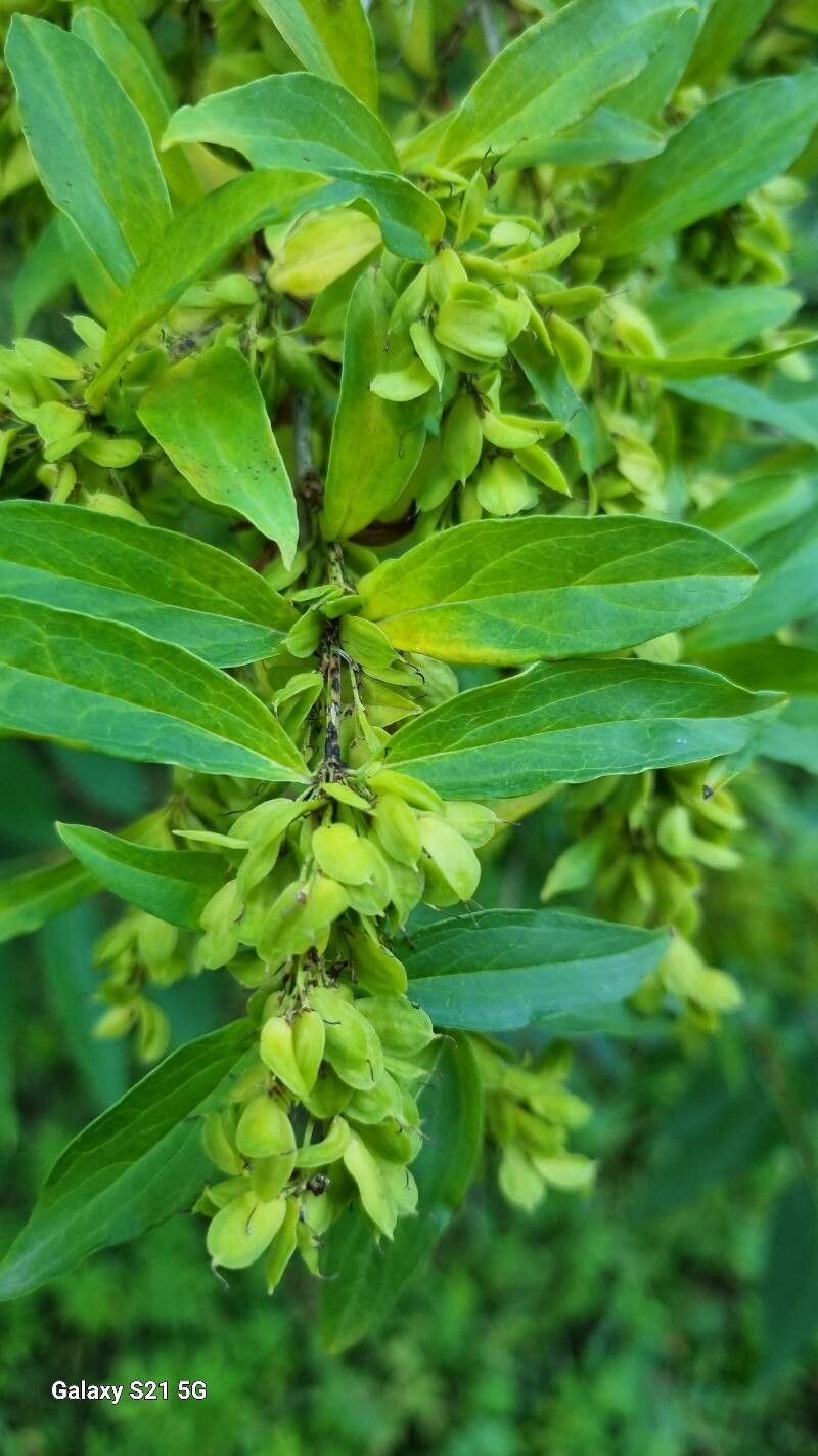 Fontanesia philliraeoides fruit
