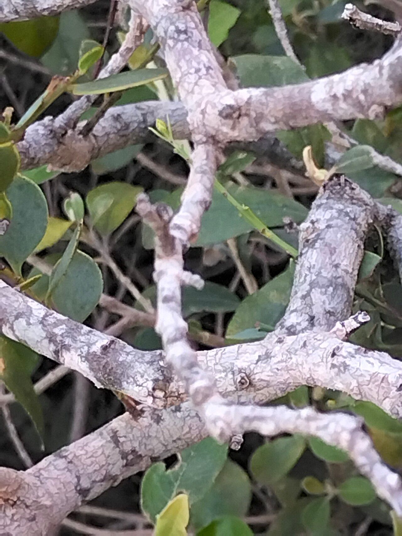 Osyris compressa bark
