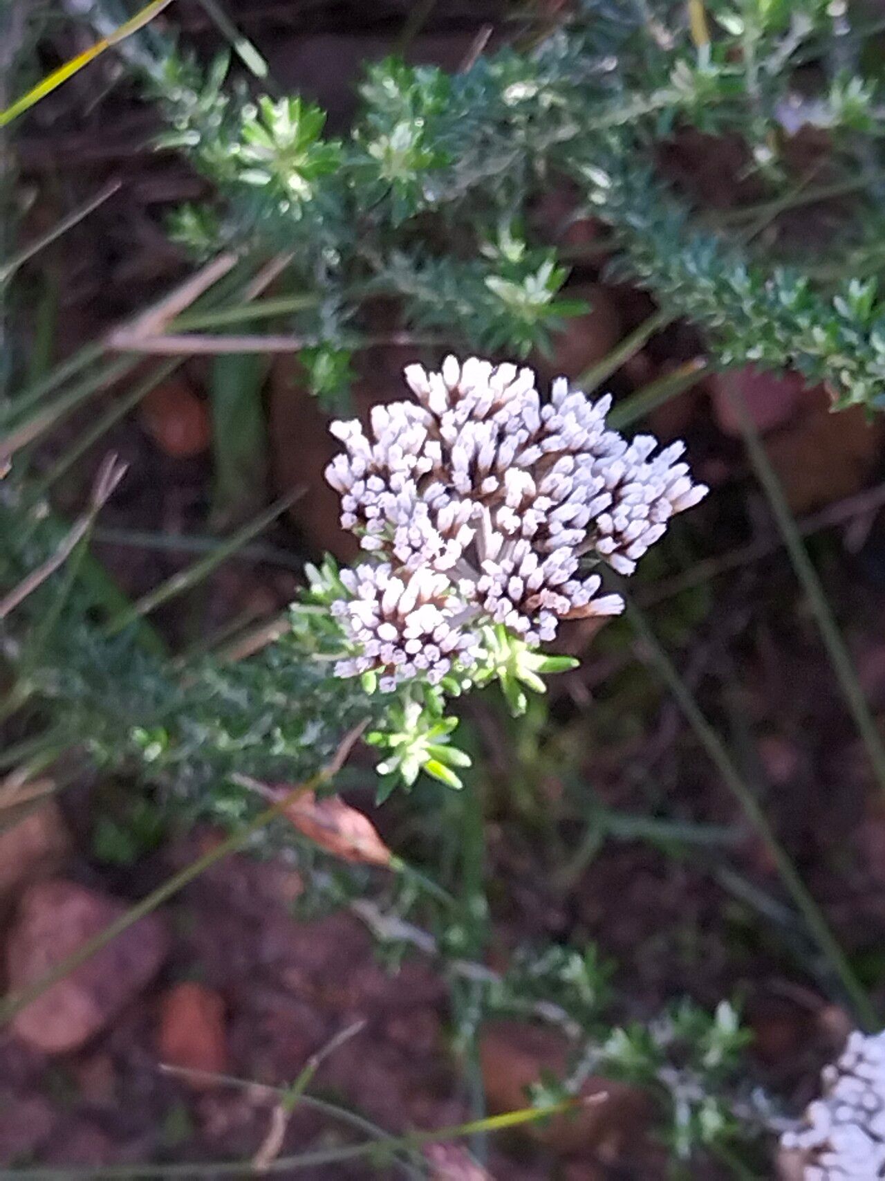 Metalasia densa flower