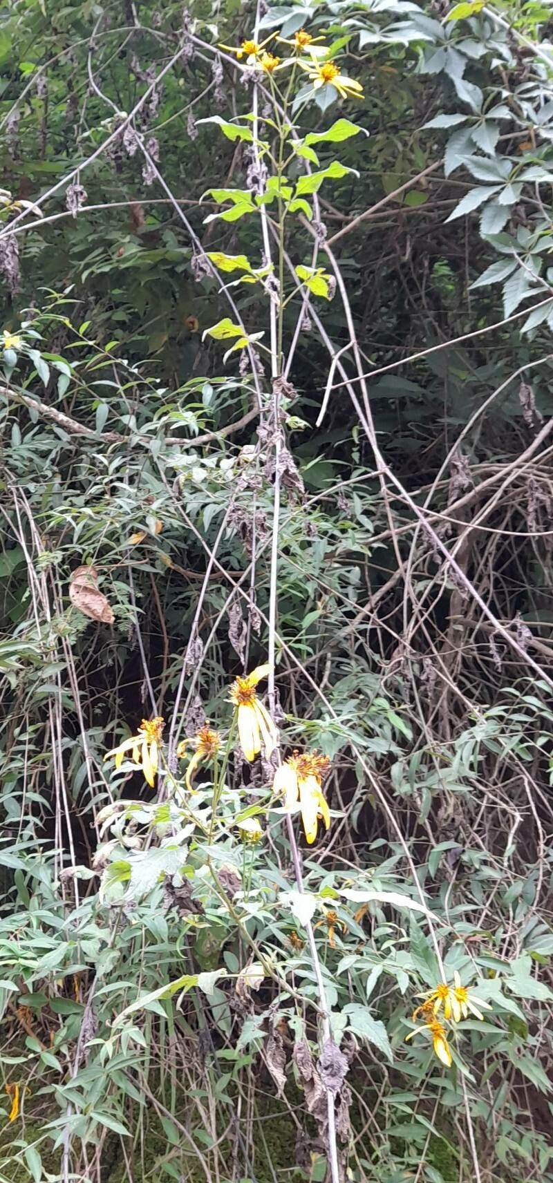 Bidens reptans habit