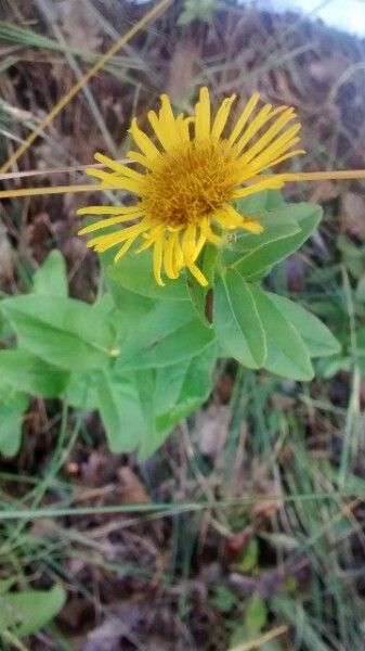 Inula montana leaf