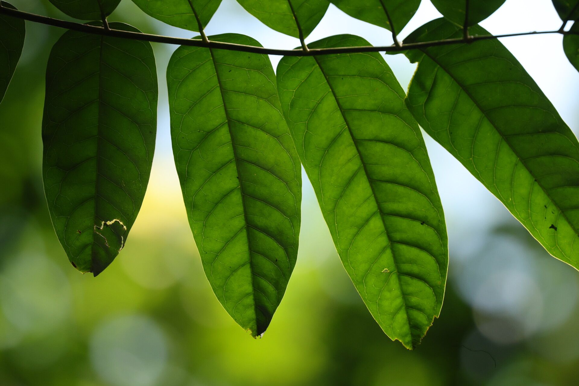 Bersama yangambiensis — related species from the same genus