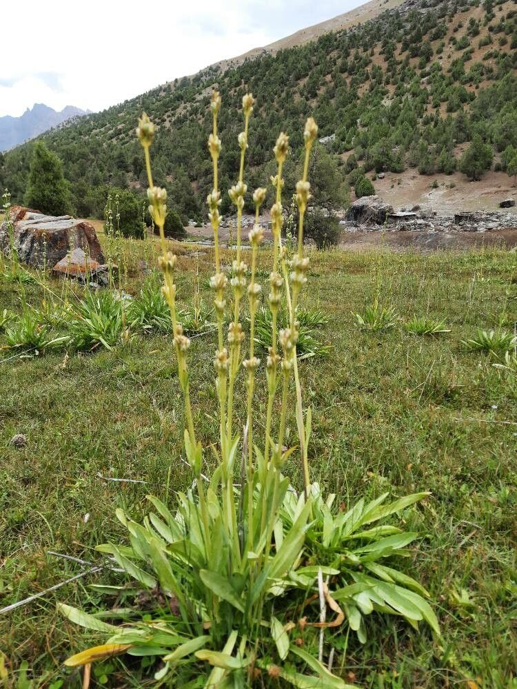 Toxicoscordion fremontii habit