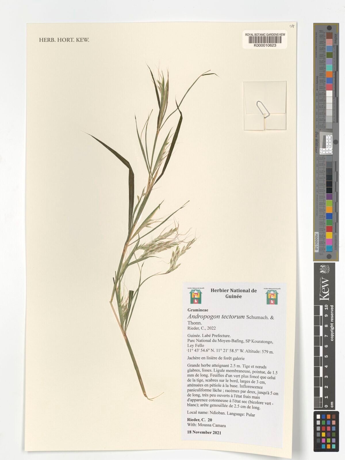 Andropogon tectorum — search result for 'Andropogon'