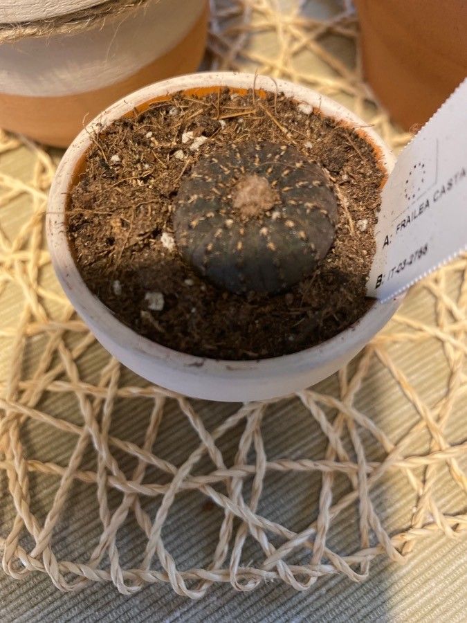 Frailea castanea leaf