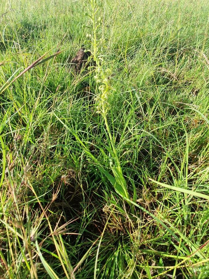 Habenaria humilior habit