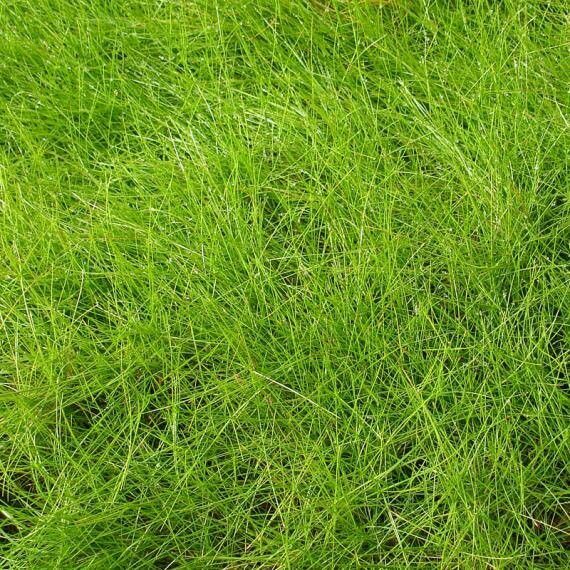 Eleocharis acicularis — soil improver houseplant