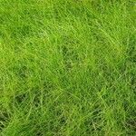 Eleocharis acicularis