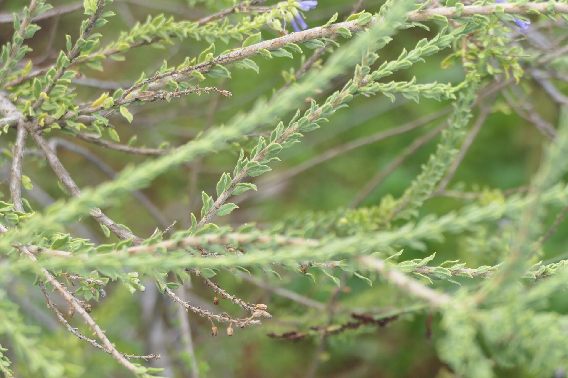 Freylinia undulata — related species from the same genus