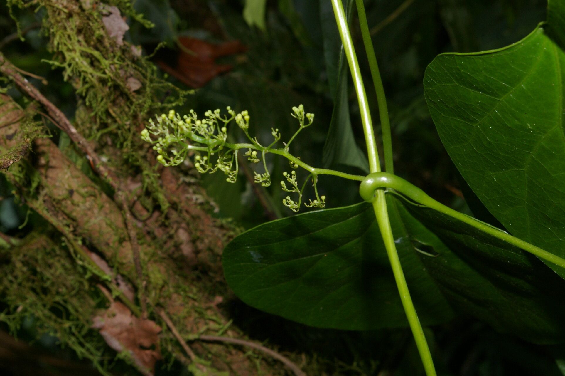 Cissampelos fasciculata leaf