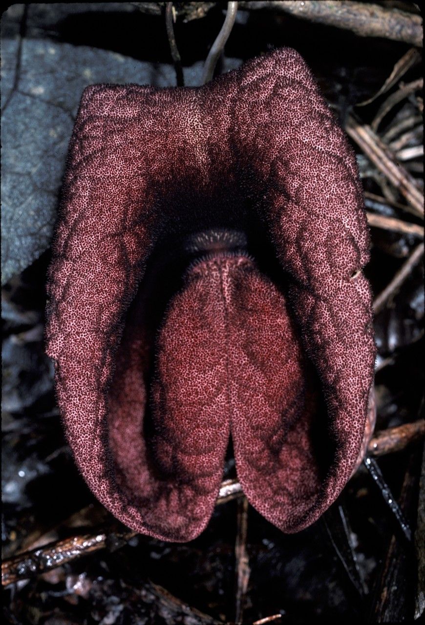 Aristolochia esoterica — search result for 'Aristolochia'