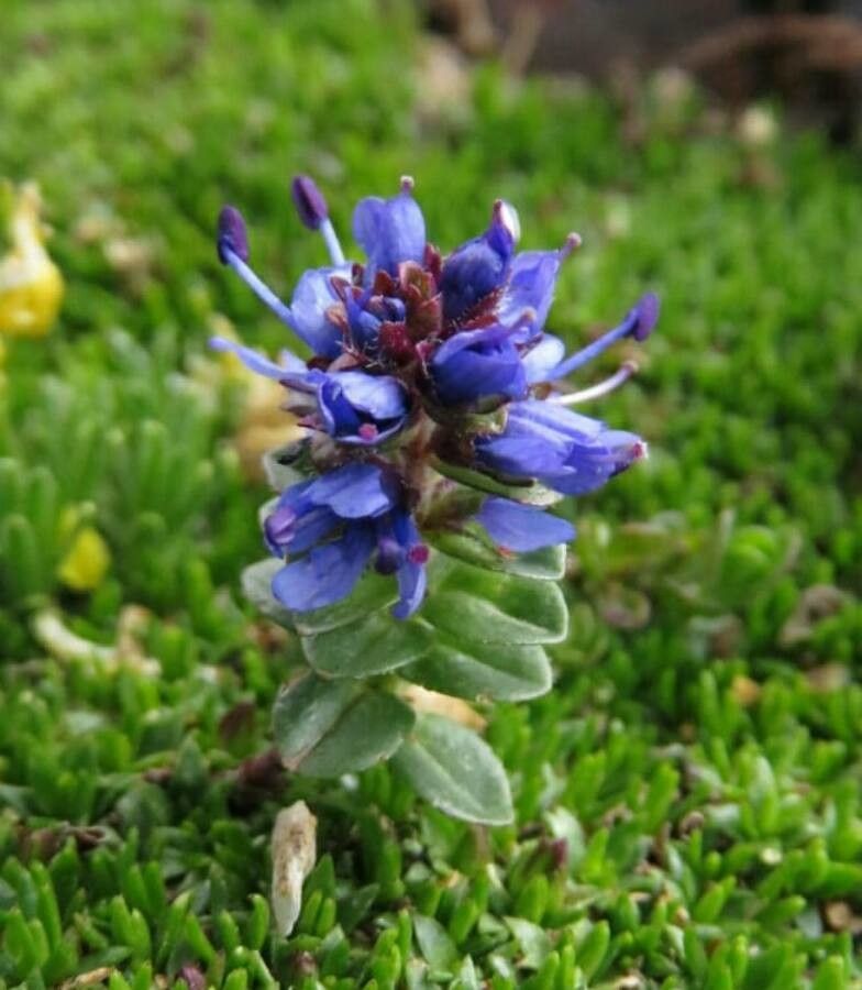 Veronica nummularia flower