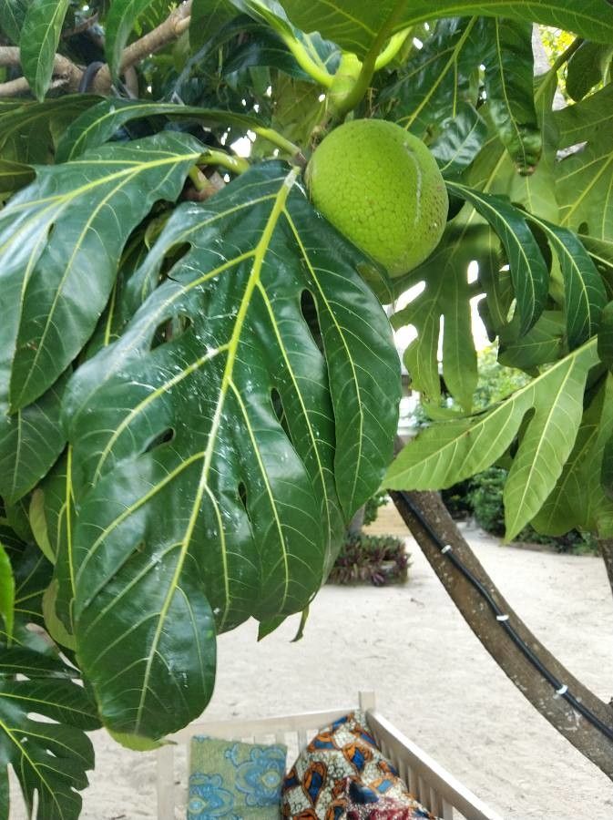 Artocarpus altilis leaf