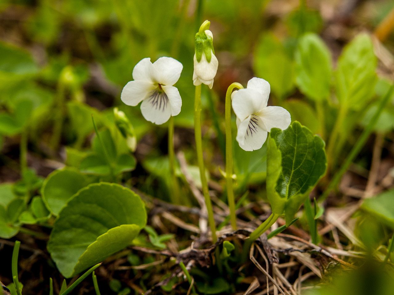 Viola renifolia flower