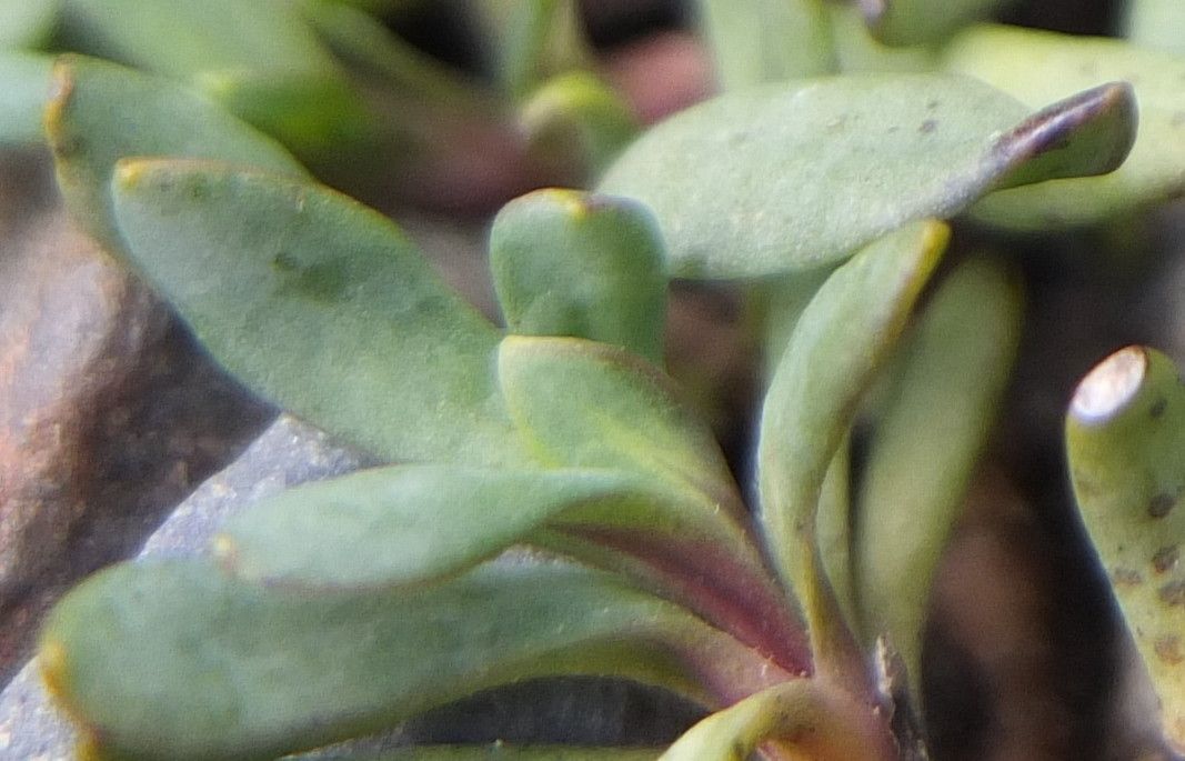 Senecio algens leaf