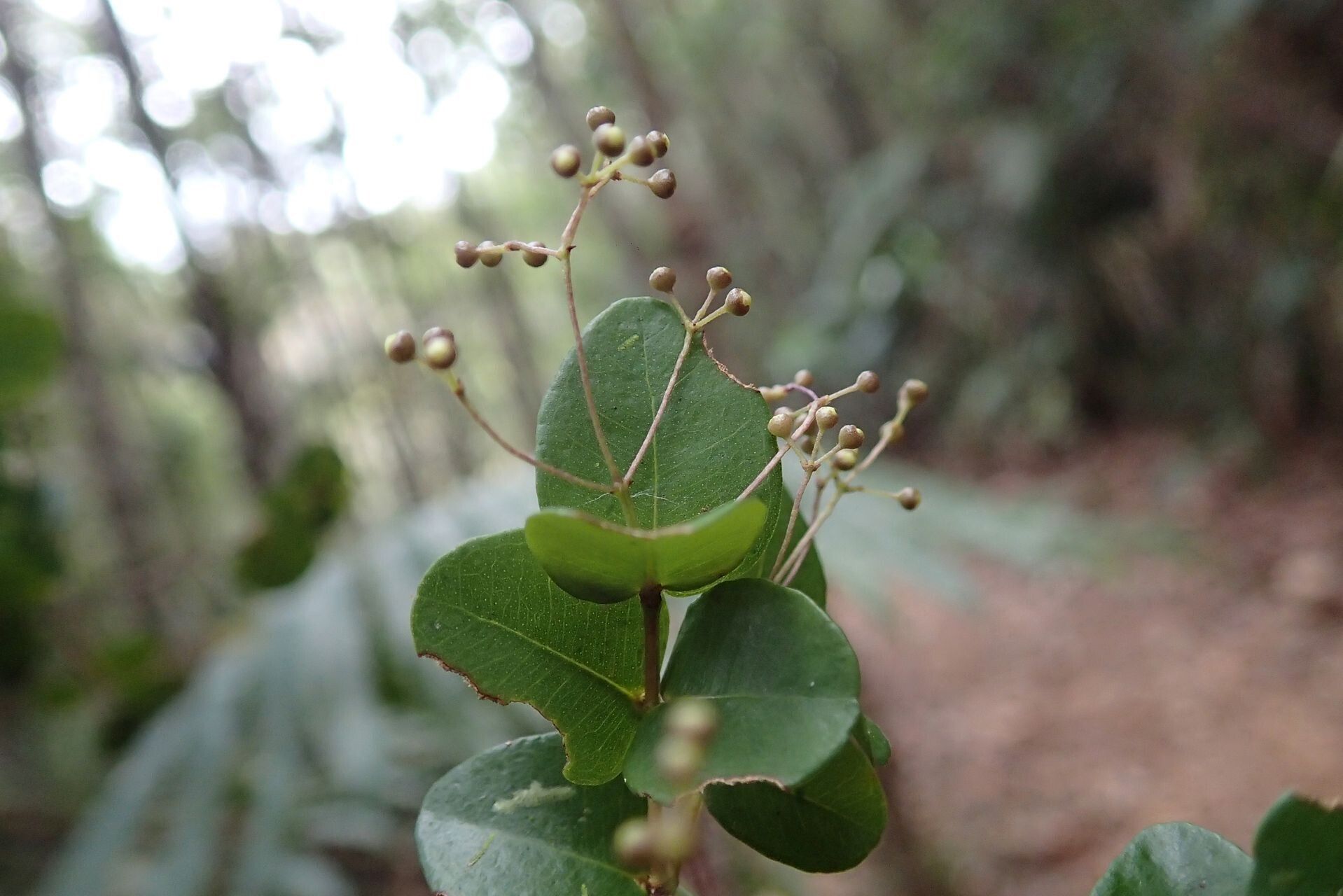 Syzygium tenuiflorum fruit