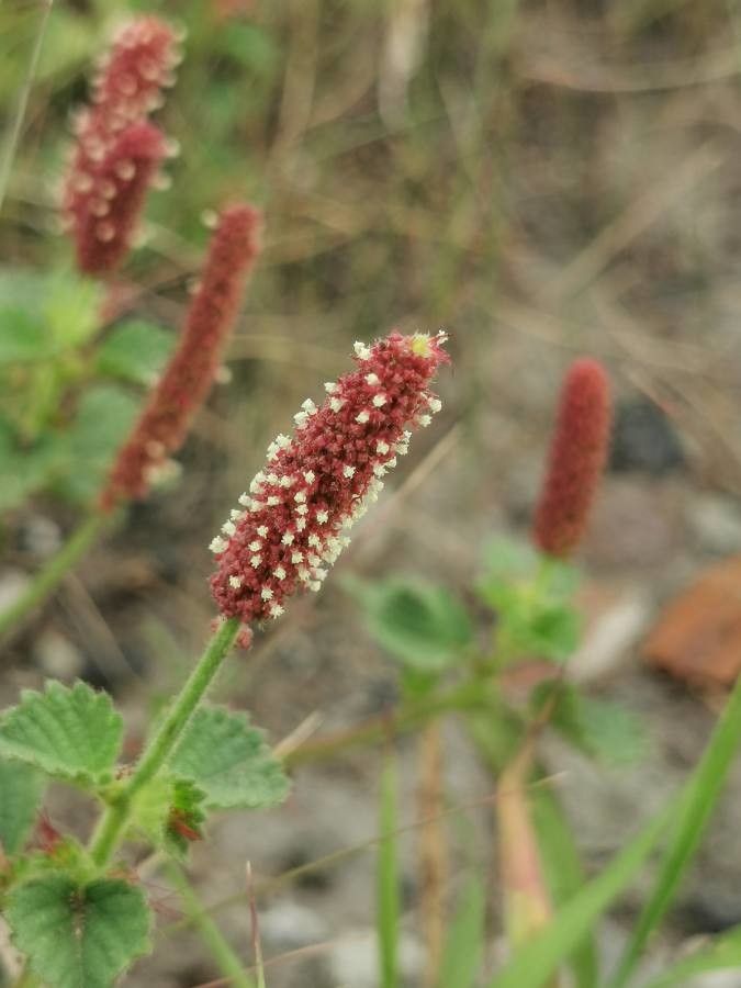 Acalypha monostachya flower