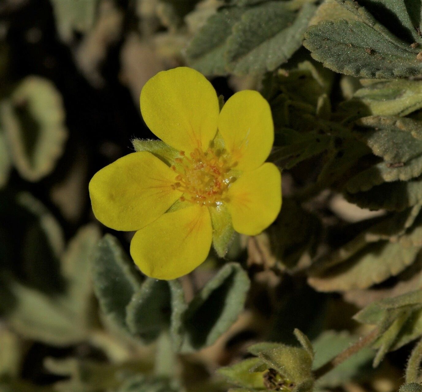 Argentina peduncularis flower