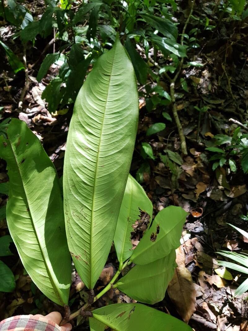 Ouratea valerii — houseplant care guide