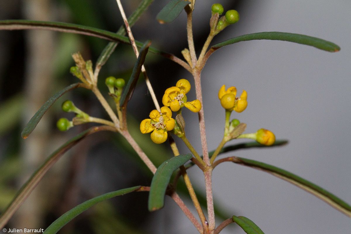 Stigmaphyllon gymnopodum habit