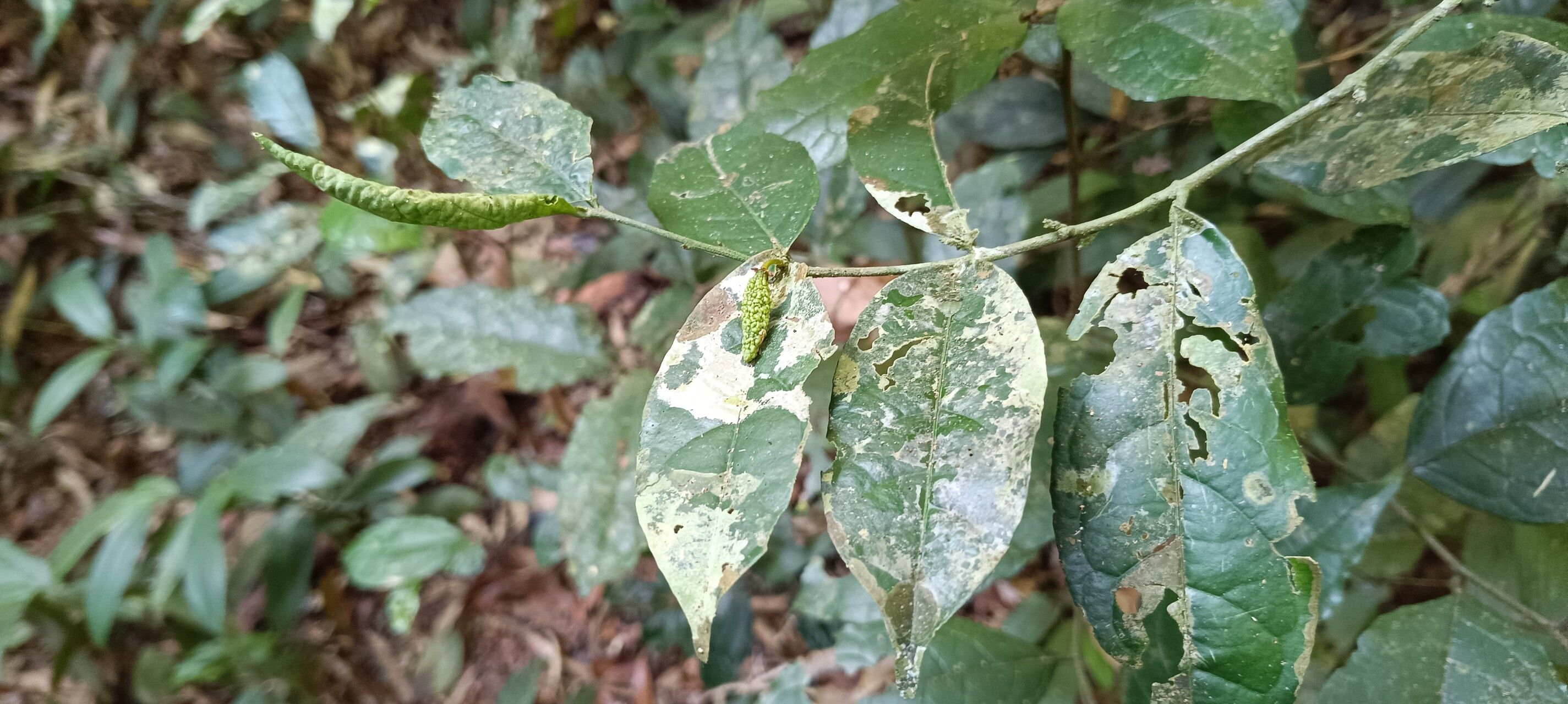 Salacia lehmbachii — houseplant care guide