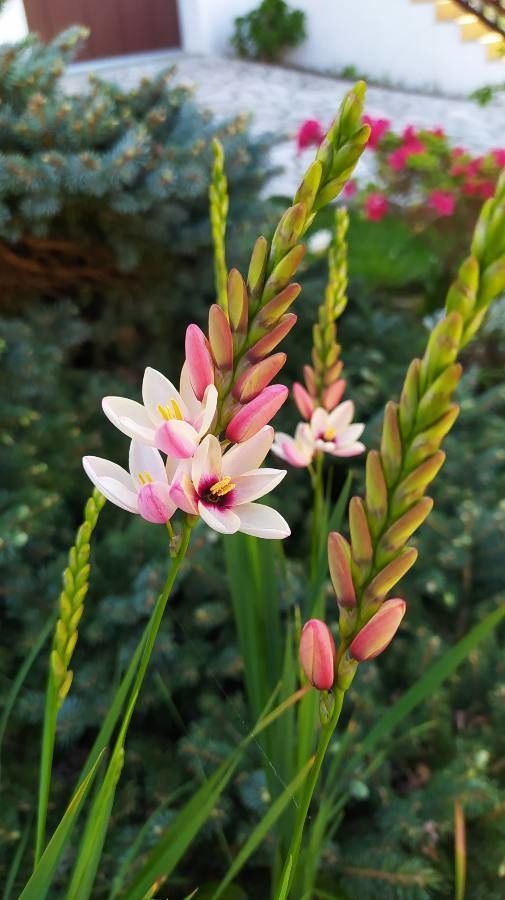 Ixia maculata flower