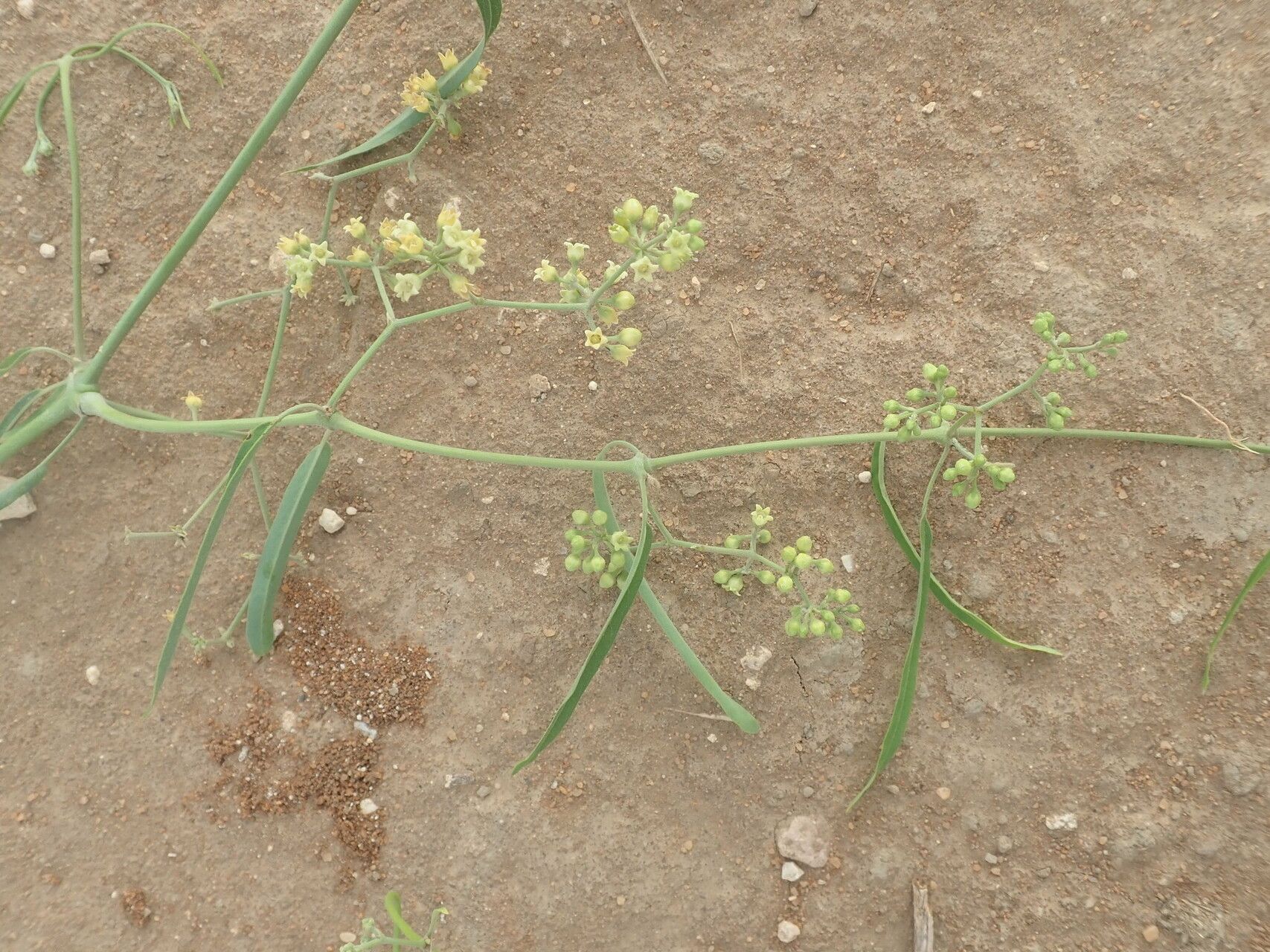 Secamone bosseri flower