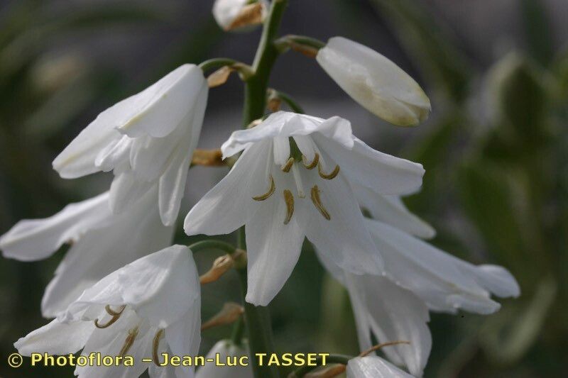 Ornithogalum reverchonii flower