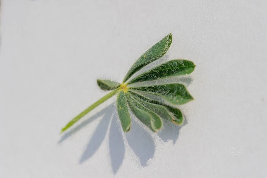 Lupinus micranthus — search result for 'Lupinus'