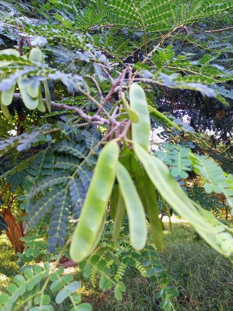 Albizia adianthifolia fruit
