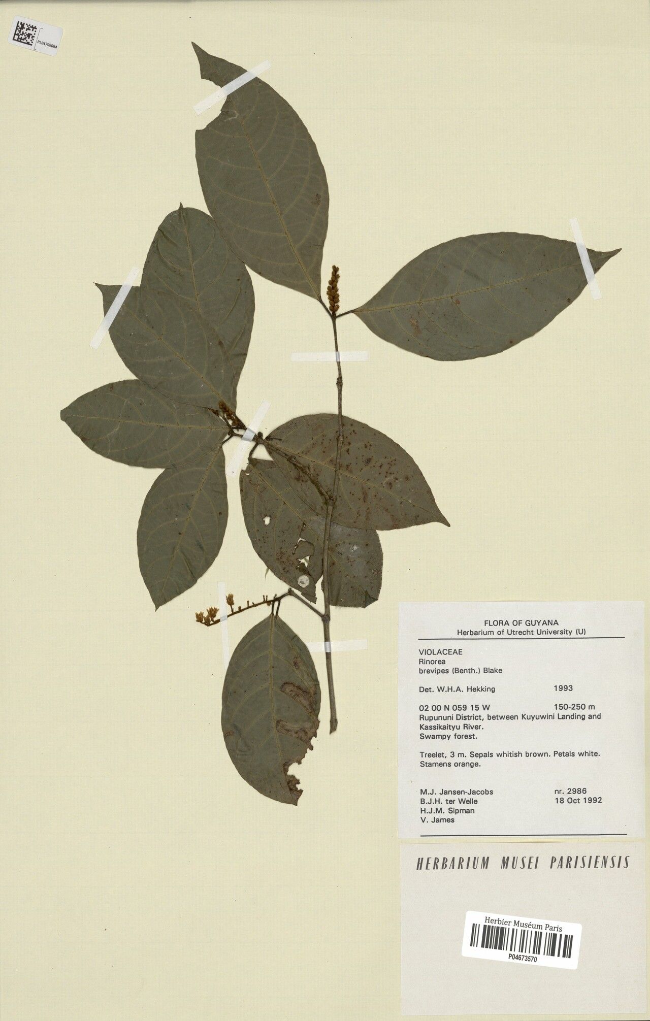 Rinorea brevipes — houseplant care guide