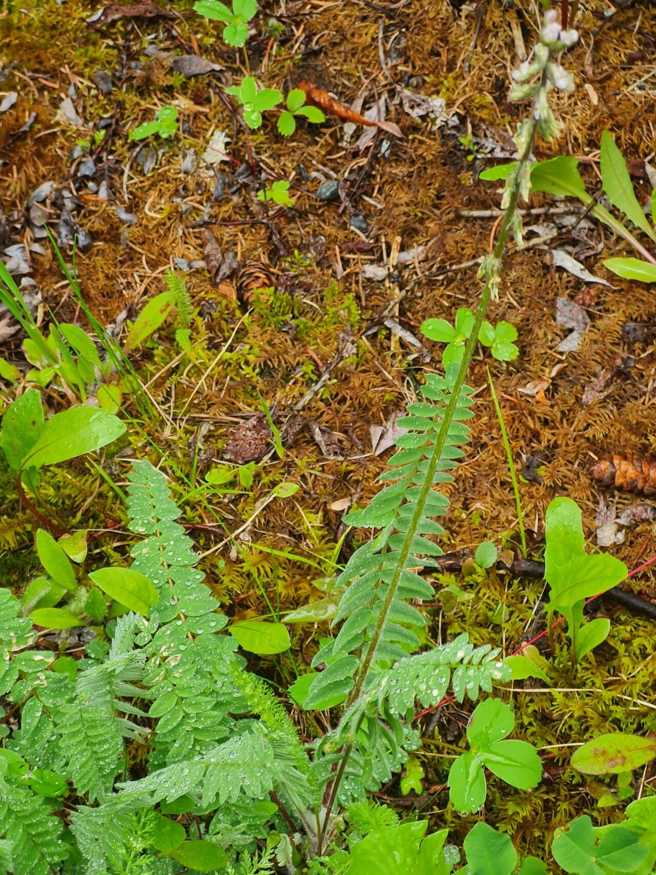 Oxytropis deflexa — related species from the same genus
