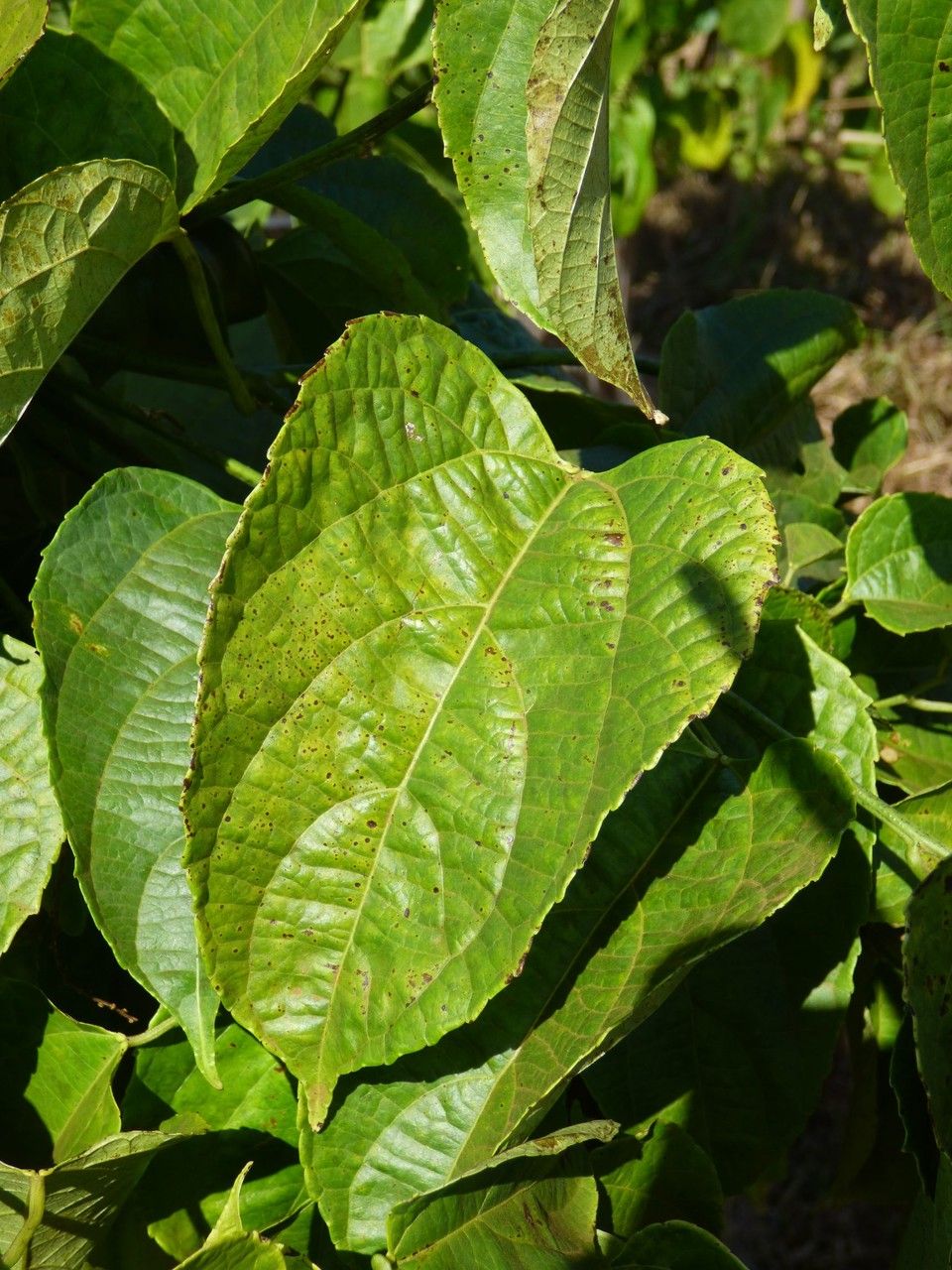 Plukenetia volubilis — search result for 'Suriname'