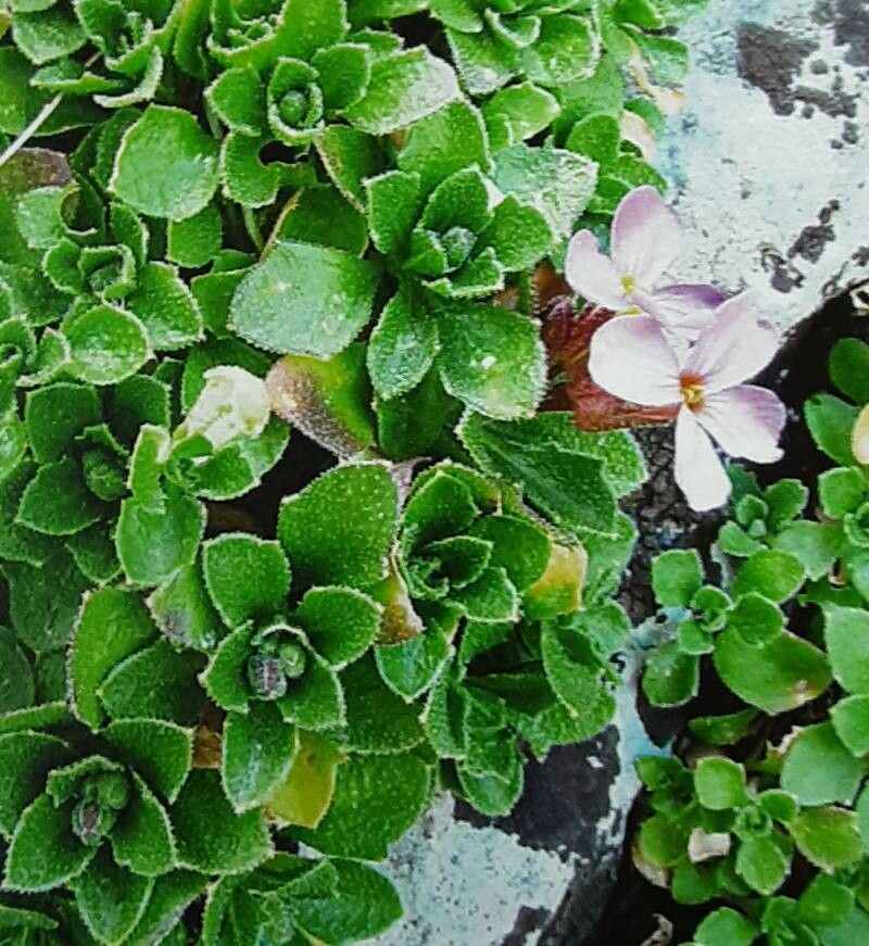 Aubrieta columnae habit