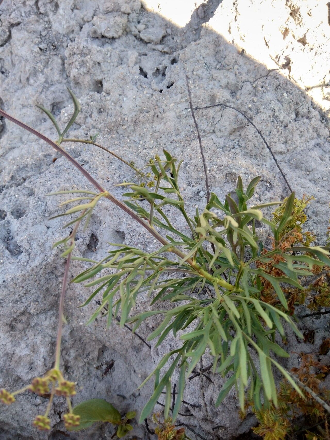 Heteromorpha gossweileri habit