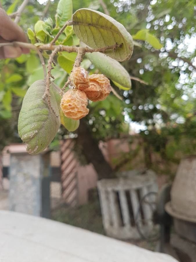 Sapindus trifoliatus fruit