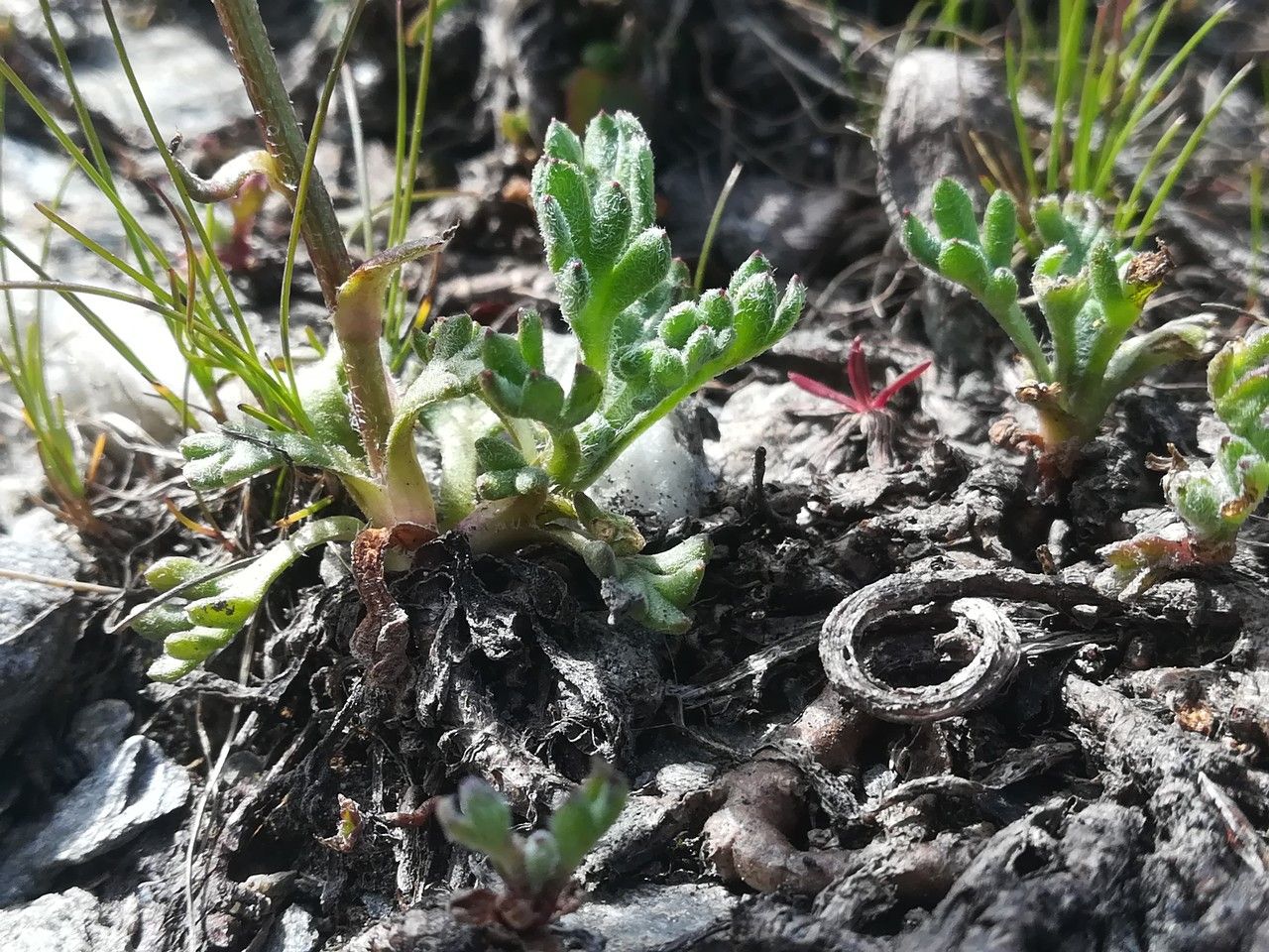 Leucanthemopsis alpina — houseplant care guide