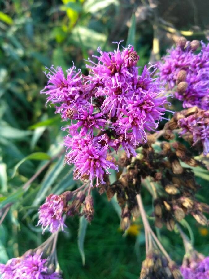Vernonia fasciculata flower