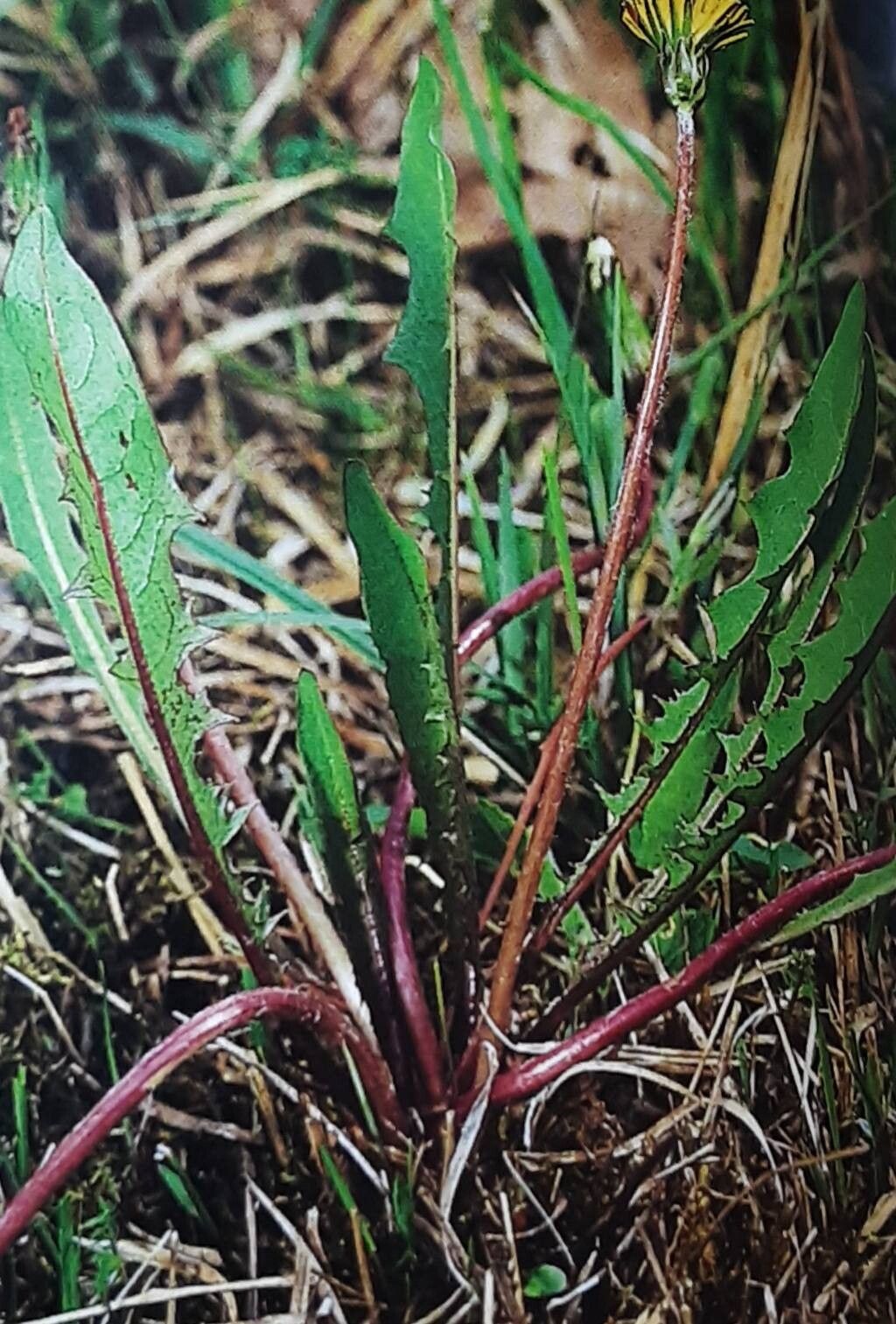 Taraxacum germanicum — search result for 'Taraxacum'