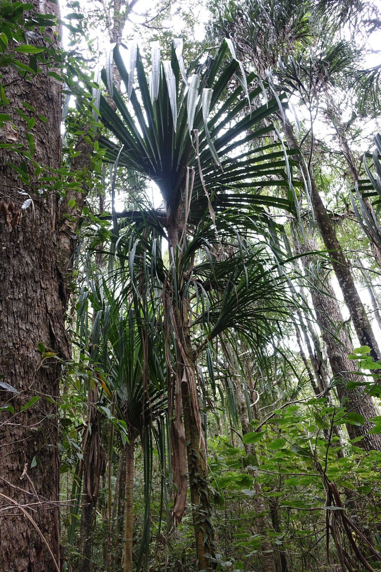 Pandanus bakeri — houseplant care guide